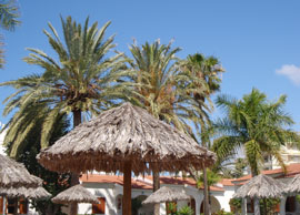 Summer 2011 canaries002